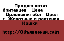 Продаю котят британцев › Цена ­ 15 000 - Орловская обл., Орел г. Животные и растения » Кошки   
